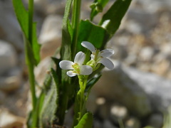 Arabis