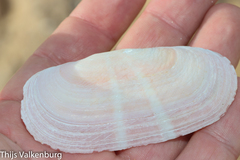 Tellinoidea