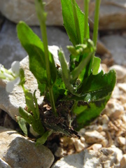 Arabis