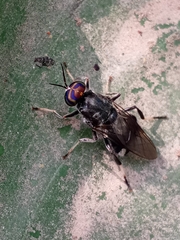 Cyphomyia