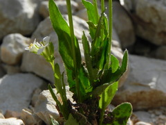 Arabis