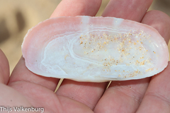 Tellinoidea