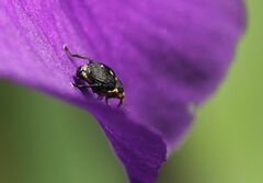 Mononychus punctumalbum