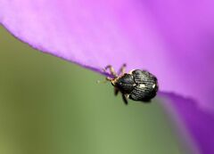 Mononychus punctumalbum