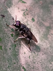 Cyphomyia