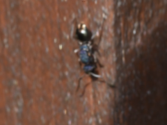 Polyrhachis hookeri