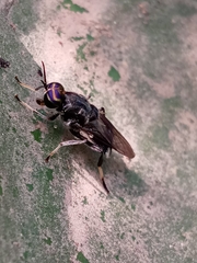 Cyphomyia