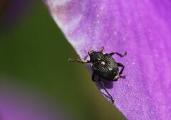 Mononychus punctumalbum