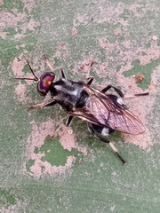 Cyphomyia