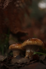 Cortinarius trivialis