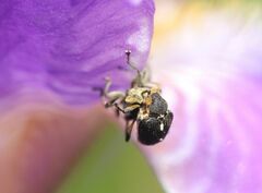 Mononychus punctumalbum