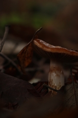 Cortinarius trivialis