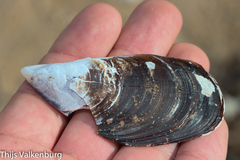 Mytilus galloprovincialis