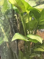 Correlophus ciliatus