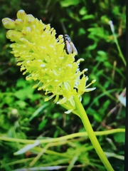 Tofieldia calyculata