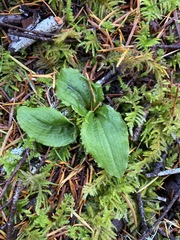 Calypso bulbosa occidentalis