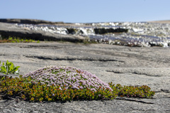 Silene acaulis acaulis