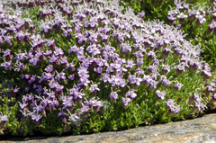 Silene acaulis acaulis