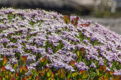 Silene acaulis acaulis