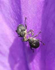 Mononychus punctumalbum