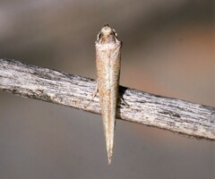 Batrachedra parvulipunctella