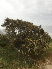 Tarchonanthus littoralis