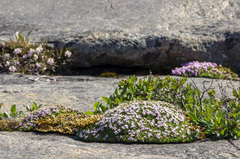 Silene acaulis acaulis