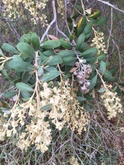 Tarchonanthus littoralis