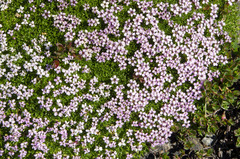 Silene acaulis acaulis