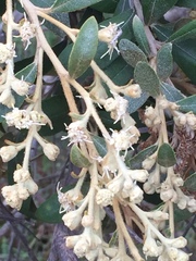 Tarchonanthus littoralis