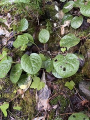 Pyrola asarifolia
