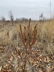 Agastache nepetoides
