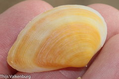 Tellinidae