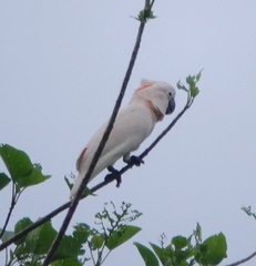 Cacatua moluccensis