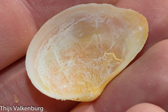 Tellinidae