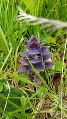 Ajuga pyramidalis
