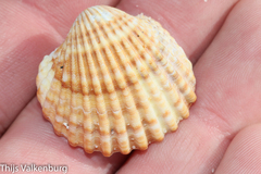 Acanthocardia tuberculata