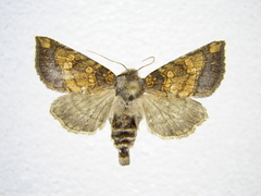 Papaipema cataphracta