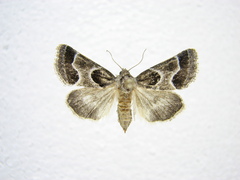 Schinia rivulosa