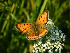 Lycaena dispar