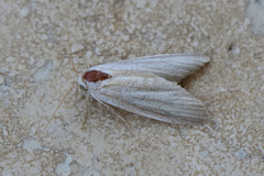 Leucania stenographa