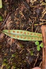 Microgramma lycopodioides