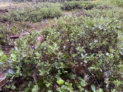 Arctostaphylos × media