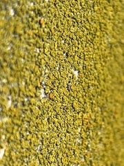 Flavoplaca