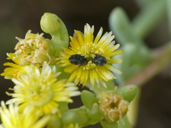 Urodontinae