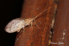Nusalala tessellata