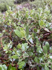 Arctostaphylos × media