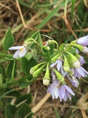 Solanum africanum