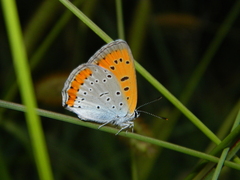 Lycaena dispar