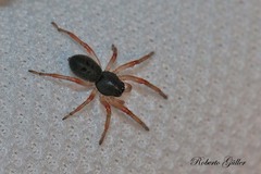 Trachelopachys